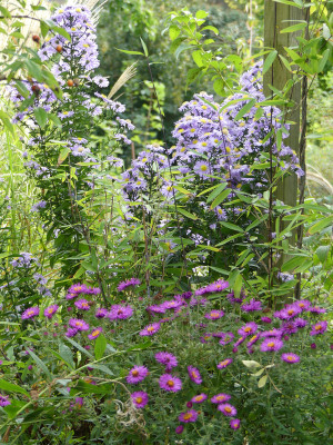 2020-10-03 Gartenimpressionen 31.jpg