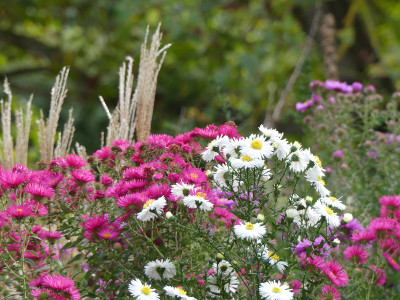 2020-10-03 Gartenimpressionen 32.jpg
