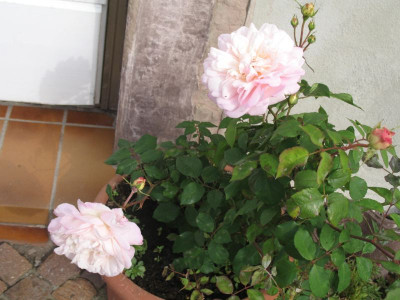 IMG_3016a.jpg_Lions_Rose.jpg