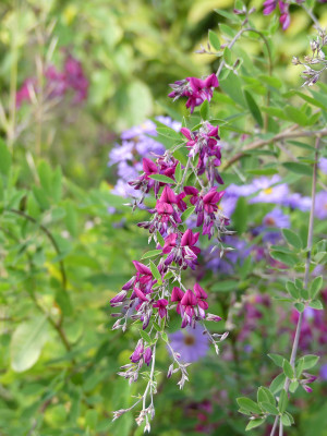 2020-10-03 Lespedeza thunbergiii 1.jpg