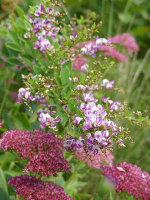 2020-10-03 Lespedeza thunbergiii 'Edo Shibori'.jpg