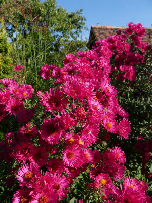 2020-10-03 Aster 2.jpg