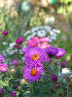 2020-10-03 Aster 4.jpg
