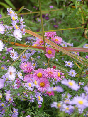 2020-10-03 Aster 5.jpg