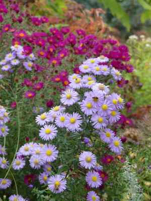 2020-10-03 Aster 6.jpg