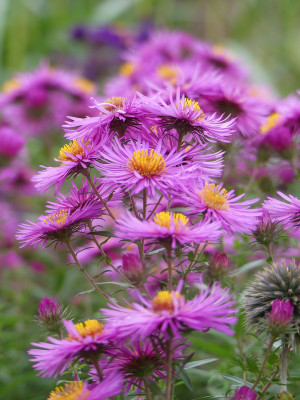 2020-10-03 Aster 7.jpg