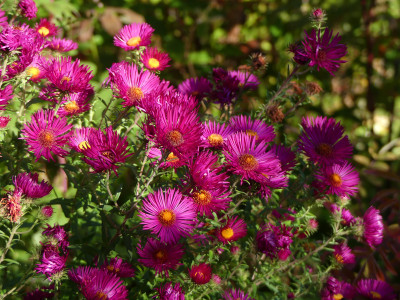 2020-10-03 Aster 'Cardinal Tarcisio Bertone' 2.jpg