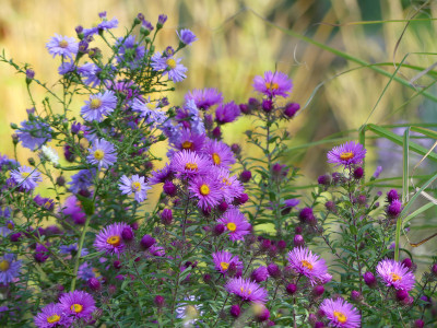2020-10-03 Aster 'Constanze' 2.jpg
