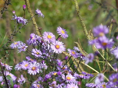 2020-10-03 Aster 'Glow in the Dark' 2.jpg