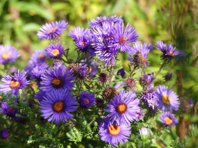 2020-10-03 Aster 'Guido en Gezelle' 1.jpg