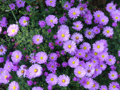 2020-10-03 Aster 'Herbstgruß vom Bresserhof' 1.jpg