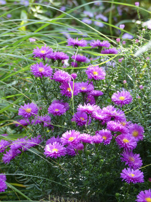 2020-10-03 Aster 'Karminkuppel' 2.jpg