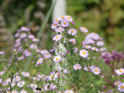 2020-10-03 Aster 'Kylie' 1.jpg