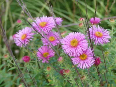2020-10-03 Aster 'Rosa Baby' 2.jpg