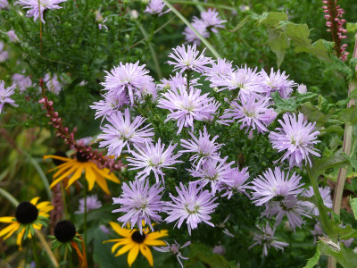 2020-10-03 Aster 'Rosenquarz' 1.jpg
