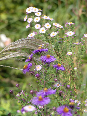 2020-10-03 Aster Sämling 1.jpg