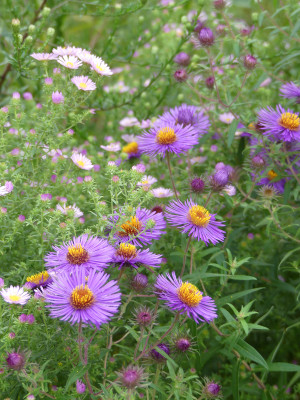 2020-10-03 Aster Sämling 3.jpg