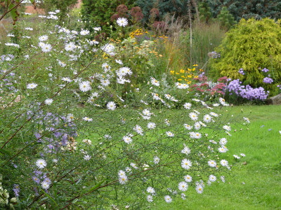 2020-10-03 Aster Sämling 2.jpg
