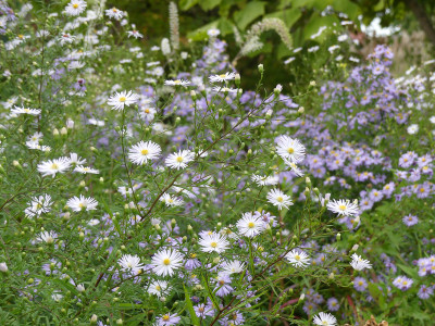 2020-10-03 Aster Sämling 4.jpg