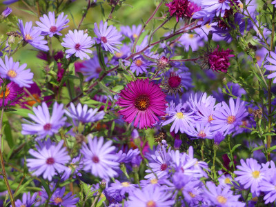 2020-10-03 Aster 'Septemberrubin' 1.jpg