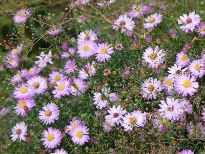 2020-10-03 Aster 'Tina' 1.jpg