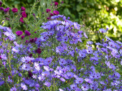 2020-10-03 Aster 'Treffpunkt' 1.jpg
