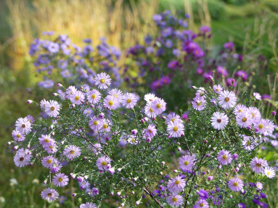 2020-10-03 Aster 'Vasterival' 1.jpg