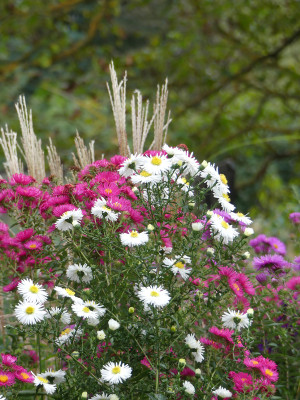 2020-10-03 Aster 'Weißes Wunder' 1.jpg