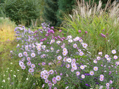 2020-10-03 Aster 'Vasterival' 2.jpg