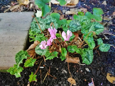 IMG_20200930_092350_Cyclamen_hederifolium.jpg
