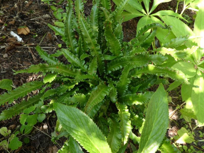 Asplenium scolopendiium alt 1.JPG