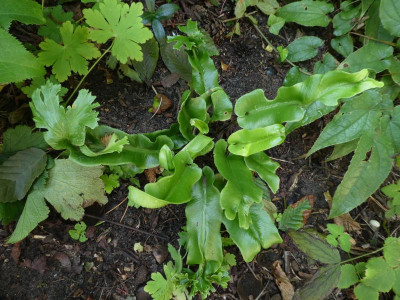 Asplenium scolopendriium cristatum.JPG