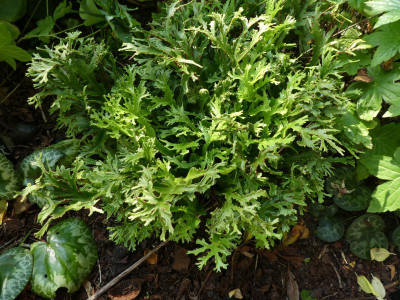 Asplenium scolopendrium Furcatum.JPG