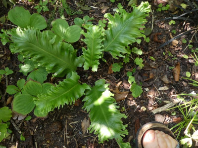 Asplenium scolopendrium laceratum 'Kaye'.JPG