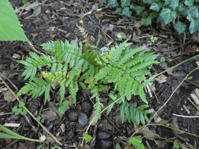 Dryopteris lepidopa.JPG