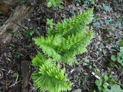 Polypdium cambricum 'Oakley'.JPG