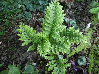 Polypodium cambricum 'Richard Kayse'.JPG