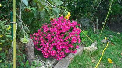WP_20201003_13_29_09_Pro.jpg