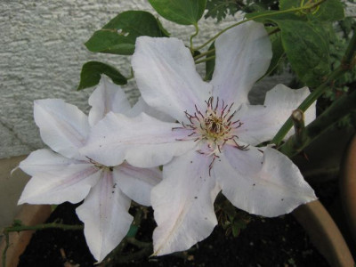 unbekannte_Clematis.jpg