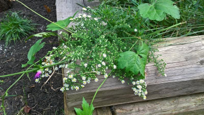 WP_20201003_13_29_29_Pro.jpg