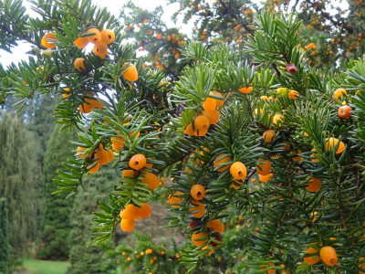 Fructo-lutea.JPG