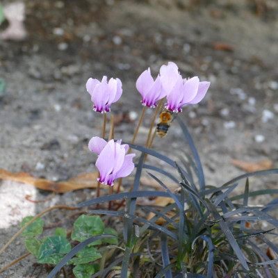 P1100558.JPG