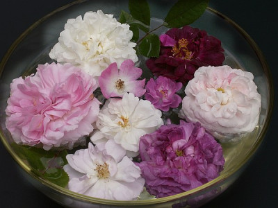 Rosenschale-2007.jpg