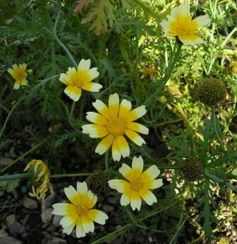 Speisechrysantheme.JPG