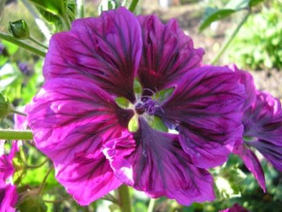 Malva_sylvestris_mauritiana.JPG