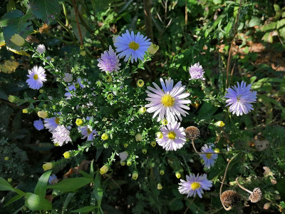 IMG_20201004_132641_Aster_nb_Porzellan.jpg