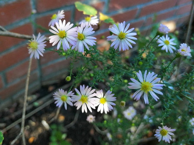 IMG_20201004_132905_Aster_ericoides_Pink_Cloud.jpg