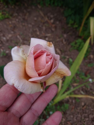 DSC_5232.JPG