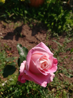 DSC_4696.JPG