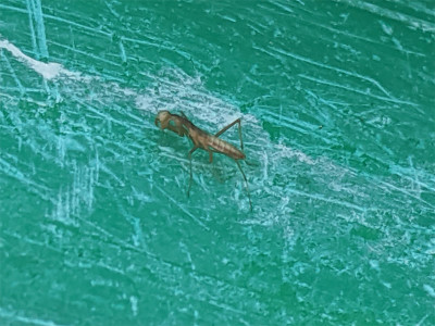 Mantis-29.05.2020.jpg